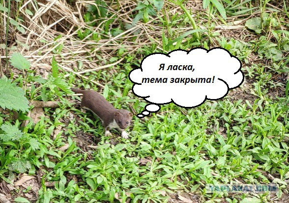 Что за неведома зверюшка?