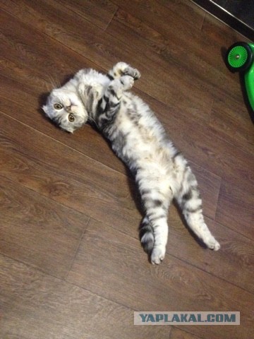 8 основных законов котиков