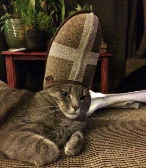 Коты-буддисты