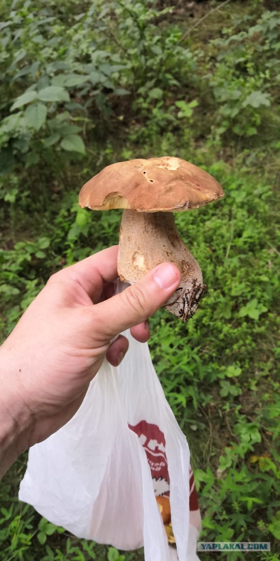 Вот съездил в деревню...