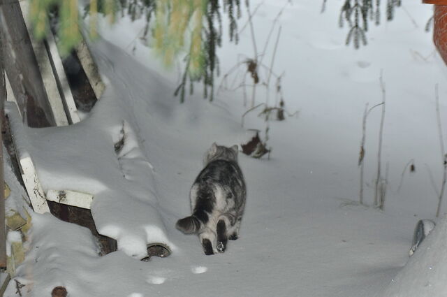 Моя красотка