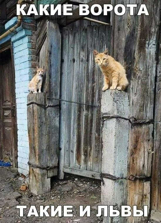 В завершение котовторника.