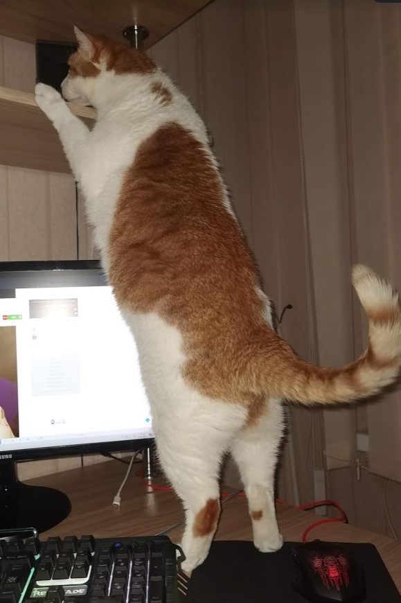 Котовторнику быть!