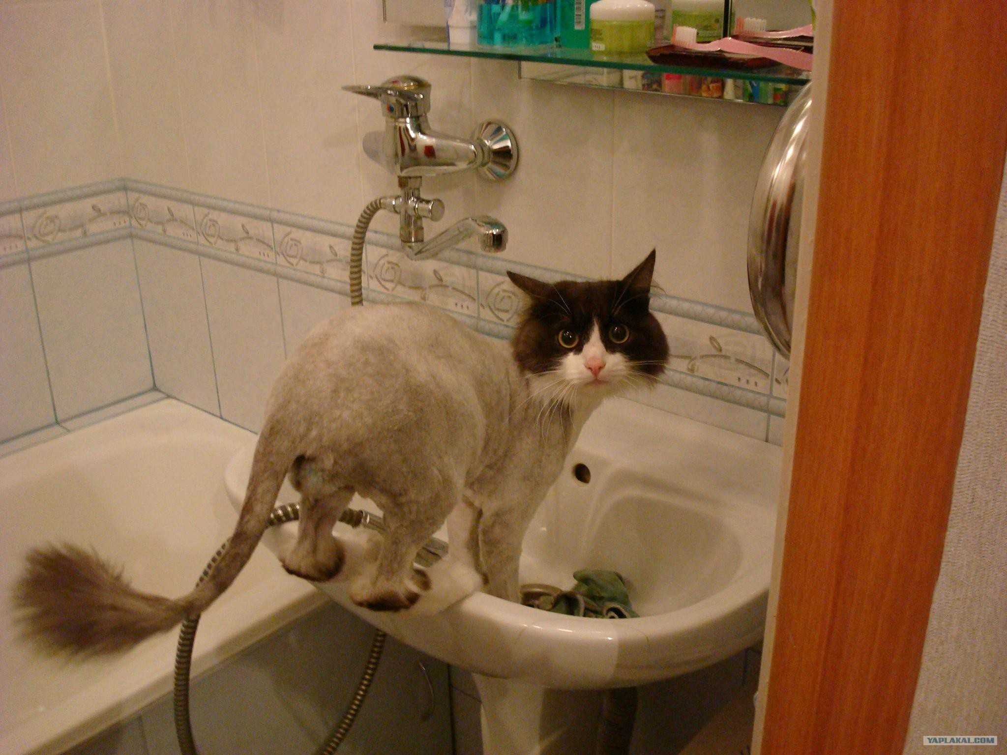 Иди помойся ты воняешь. Кот в ванне. Кот купается с прикольными надписями. Кот в ванной демотиватор. Кот не хочет мыться смешное.