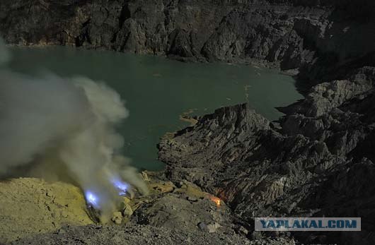 Они живут только 40 лет