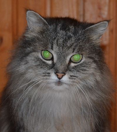 Ты слышишь, кот? Я по тебе скучаю…
