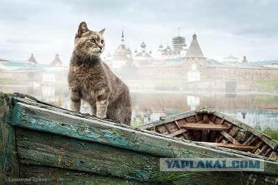 Как быть мужьям, чьи жены - "непьющие алкоголички"?⁠⁠