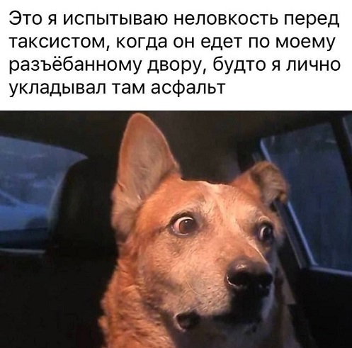 Показывайте кота!