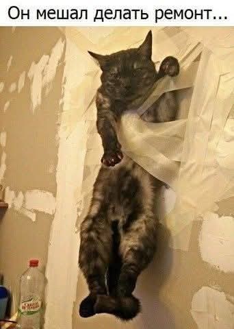 К котовторнику.