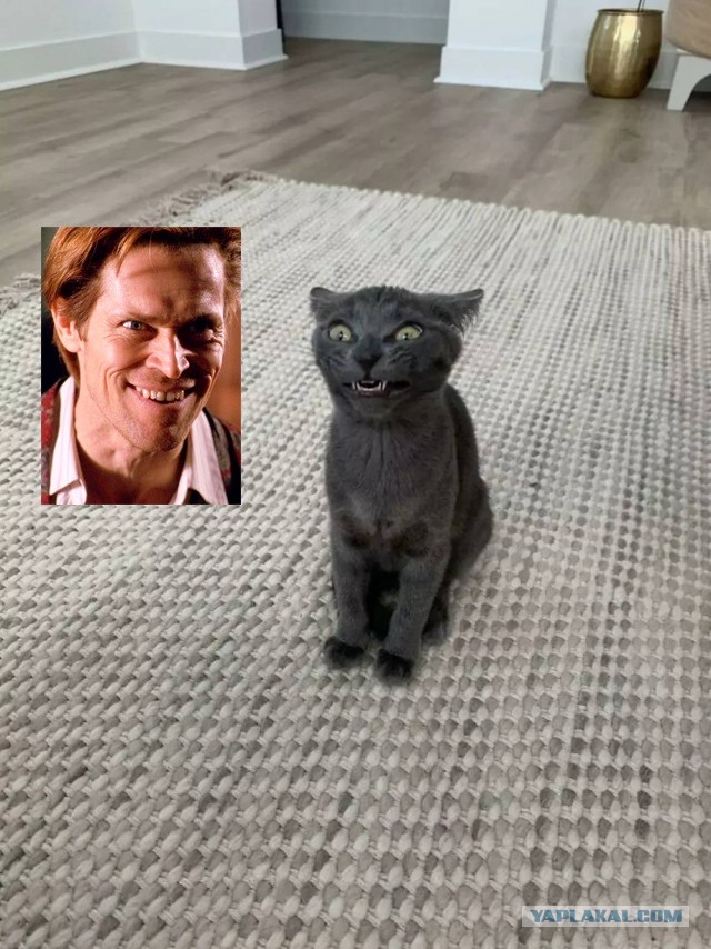 Чутка кошек