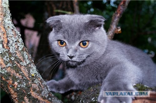 Котовторник 23.07.2013