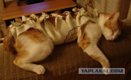 А как спит ваш кот?