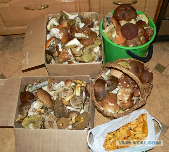 Вспомним лето! Вылазка за грибами.