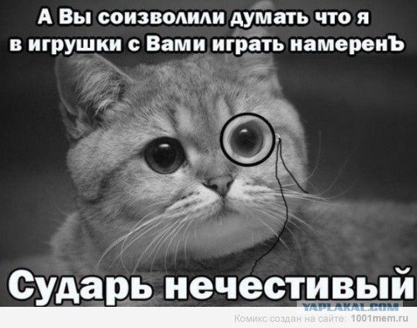 Мстительный кот