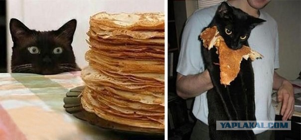Поймали кошку с поличным
