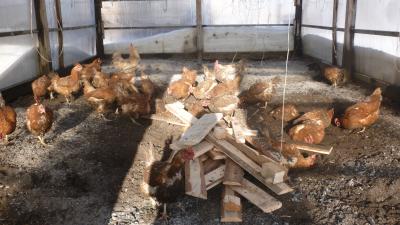 Наше новое дачное кредо