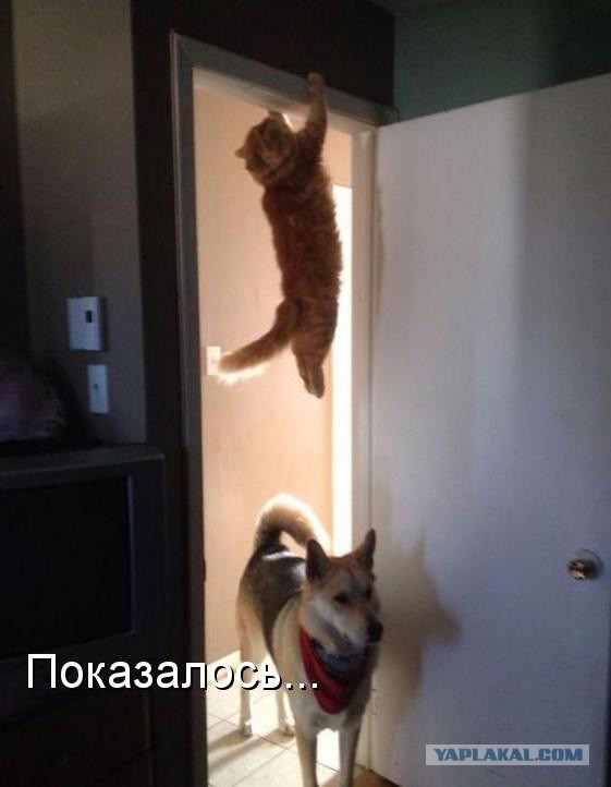 Собаки против котов