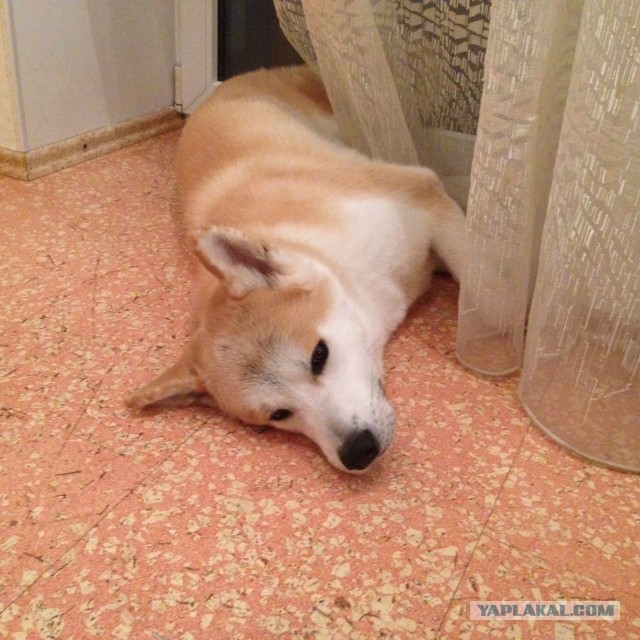 Собакочетверг же, ау!