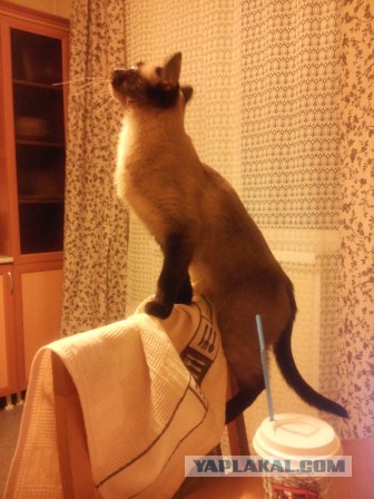 Наш Котяра