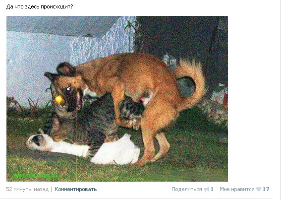Ужасы и приколы из соцсетей 18+