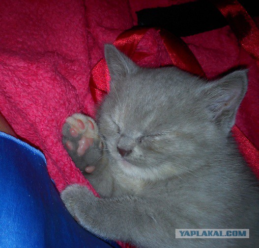 Котовторник