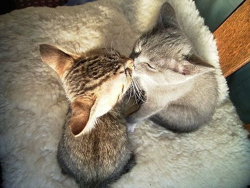 Коты, кошки, котята