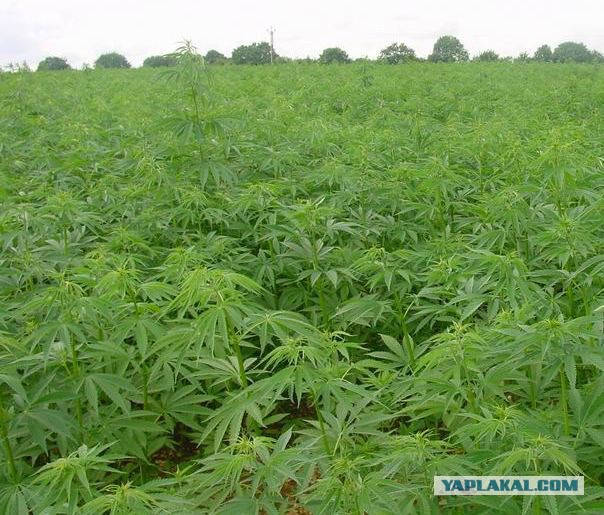 Милая короткометражка "Лось"