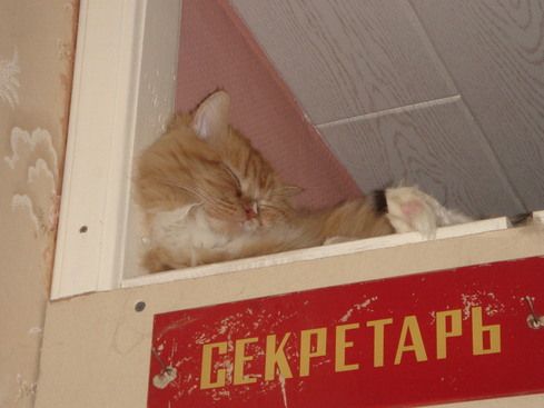 Вторничный котомёт