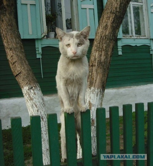 Котовторник 17.05.2016