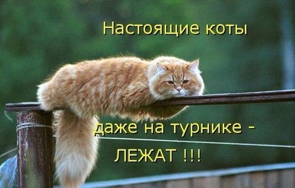 Мохнатые беспредельщики
