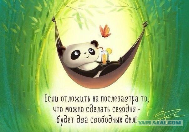 Юкка: уход и размножение