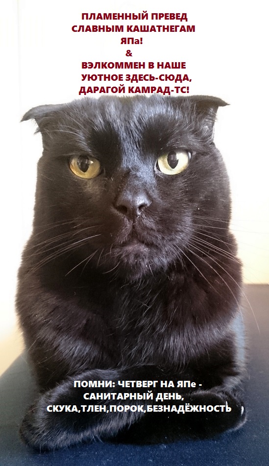 Кошачьи дела
