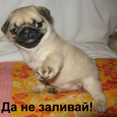 Мопсы - забавная порода собак!