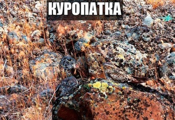 Прикольные животные