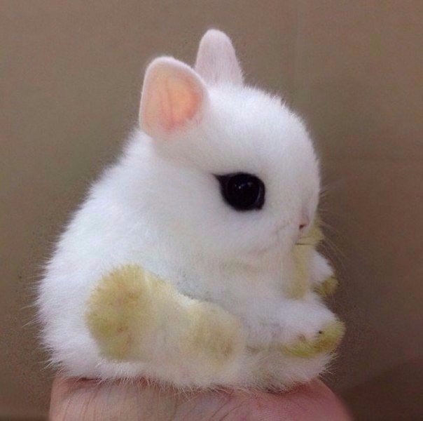 Прикольные животные