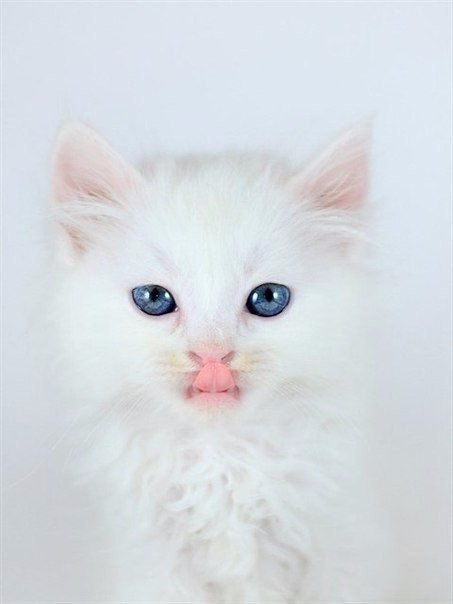 Коты из сети