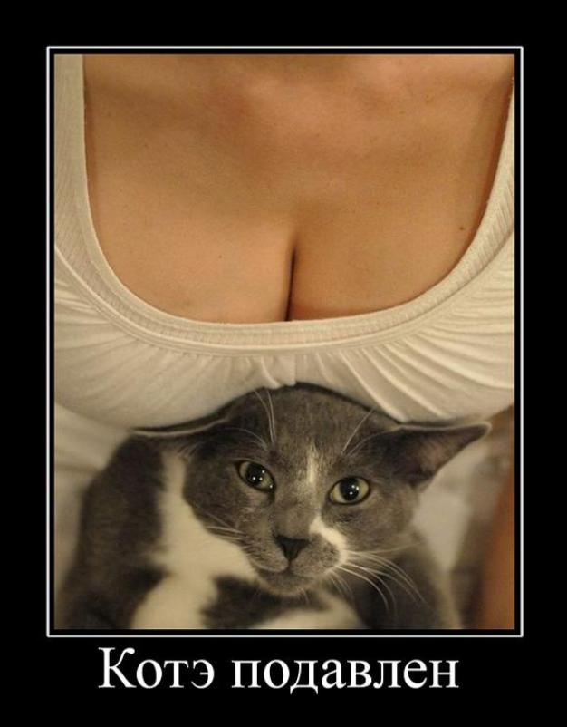 Коты из сети