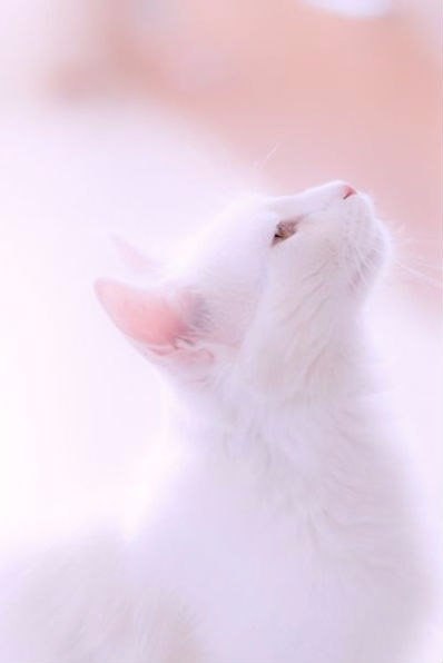 Коты из сети