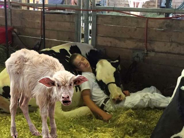 Уставший подросток уснул в обнимку с коровой и проснулся знаменитым