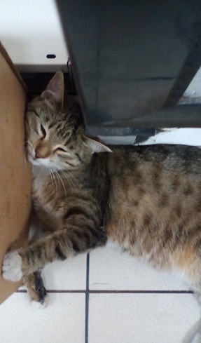 Котовторник 28.11.2017