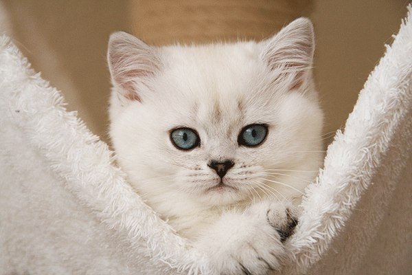Фотобомбы котов