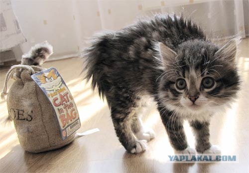 Котовторник на ЯПлакал!
