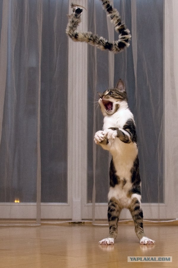 Уррааа! Котовторник на ЯПлакалъ!