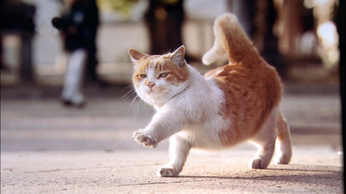 Кошарий