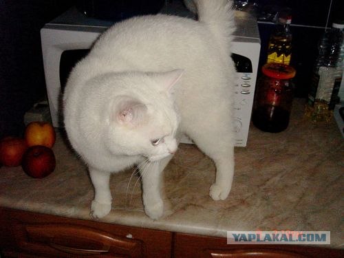 Котейкин вторник! Космический 12.04!