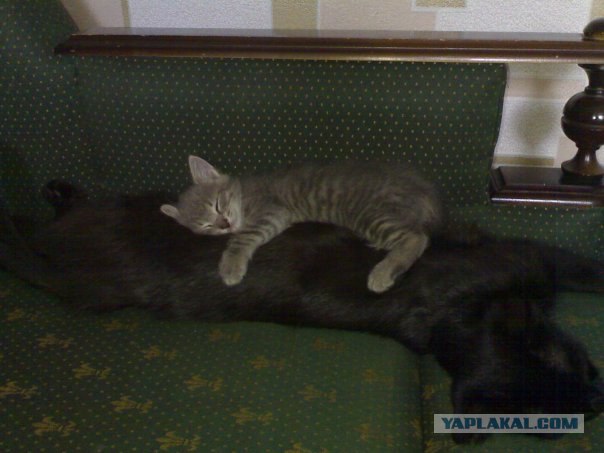 Начало - Третий уровень (Котовторник)