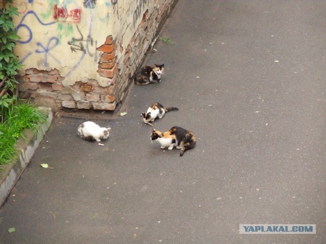 Котовторник в "КотоГетто"