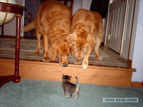 Котовторник!