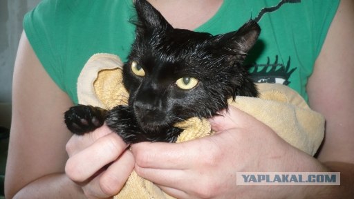 Котовторник 06.12.2011