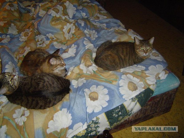 Котовторник 10.04.2012